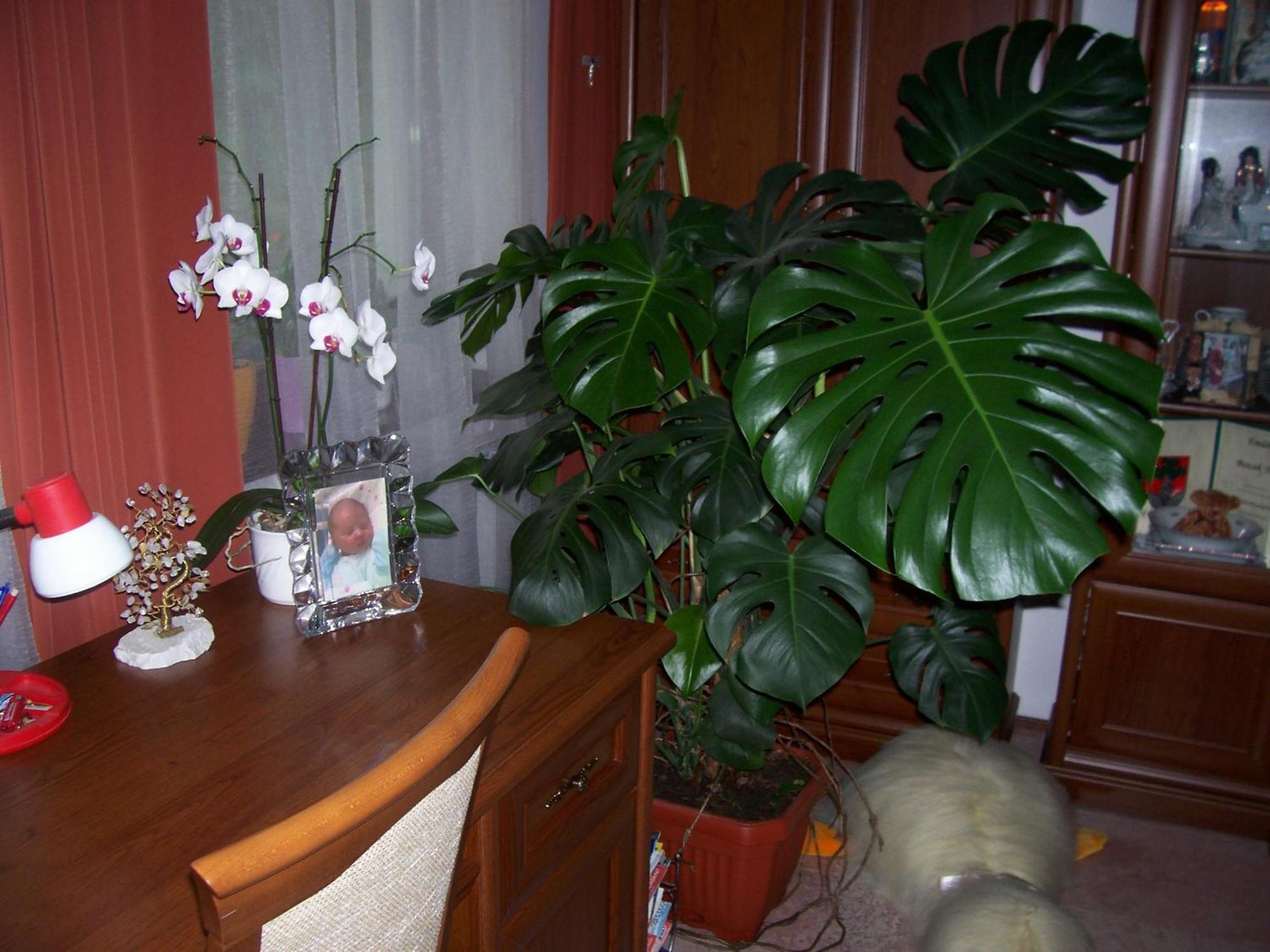 Julia Vendeghaz Hotel Zalakaros Buitenkant foto